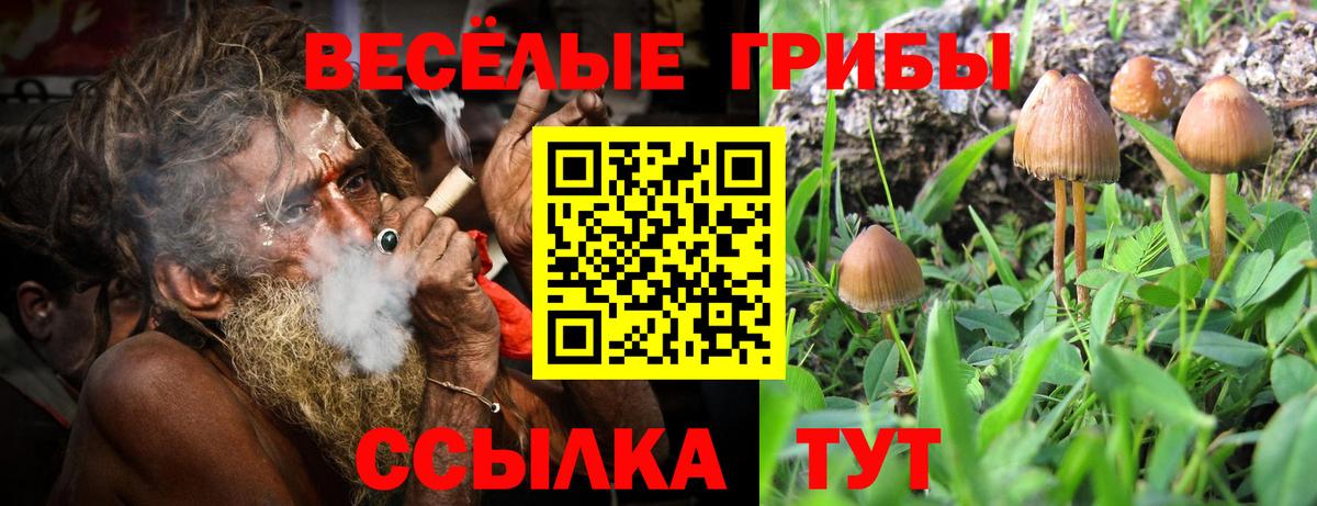 купить наркотики сайты  Галлюциногенные грибы Psilocybine cubensis  Вход с VPN  Алексин 