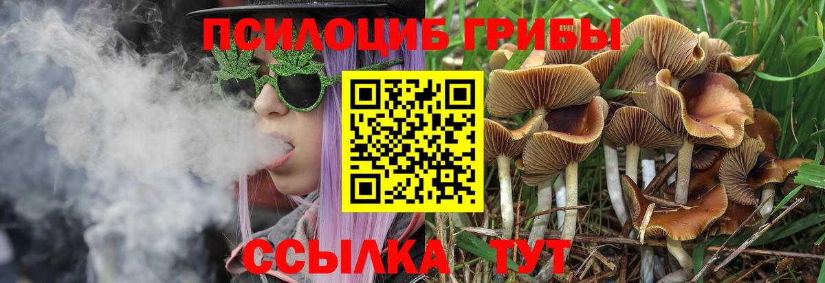 Галлюциногенные грибы Psilocybe Алексин